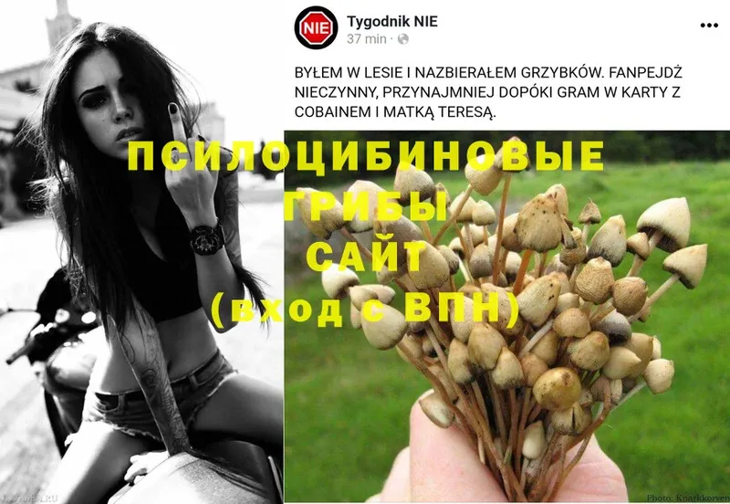 Псилоцибиновые грибы GOLDEN TEACHER  Нефтеюганск 